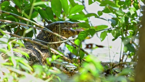 The water monitor lizard was on the lookout for danger as he rested on the edge of the swamp.