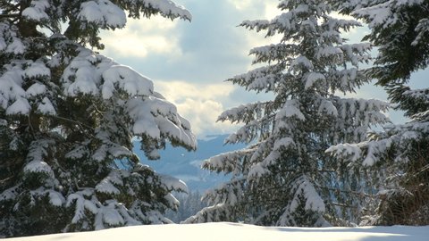Evergreen pine trees covered with fresh fallen snow in winter mountain forest on cold bright day.