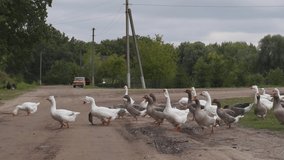 Beautiful white and gray geese walk across the road and block it. The birds boldly go to the operator and attack. Ukrainian countryside. Domestic animals.  