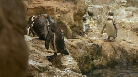 Ungraded: Humboldt penguins in the zoo's aviary with a pool and stones walk, swim, clean their feathers. Ungraded H.264 from camera without re-encoding.