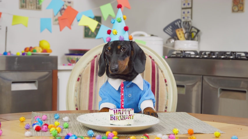 Funny dachshund dog in party hat and blue shirt sits at table with festive cake during birthday celebration AT home closeup Royalty-Free Stock Footage #1079704256