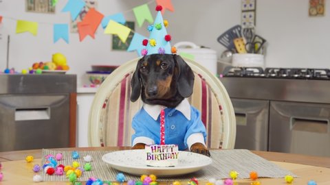 Funny dachshund dog in party hat and blue shirt sits at table with festive cake during birthday celebration AT home closeup