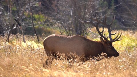 Bull elk in the Rocky Mountains during the elk rut of 2021