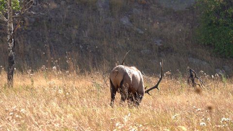 Bull elk in the Rocky Mountains during the elk rut of 2021