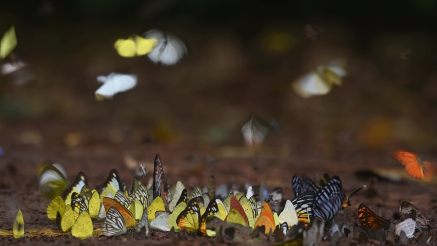 Warm colours casted by the afternoon sun within the forest revealing a swarm of different kinds of butterflies on the rainforest ground, Kaeng Krachan National Park, Thailand.