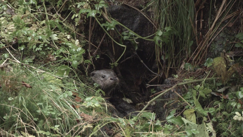 European Otter in autumn - germany