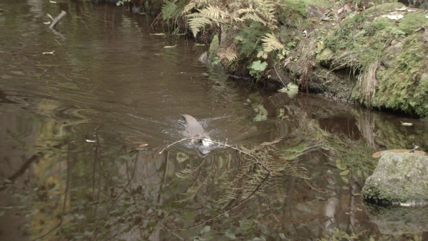 European Otter in autumn - germany