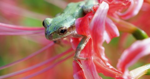 Cute small Japanese tree frog on the red spider lily flower ,closeup , nature beauty concept