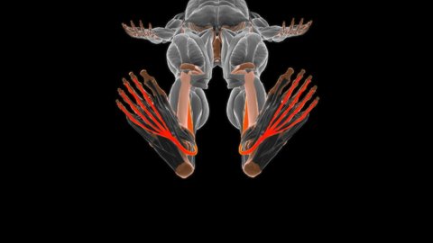 Flexor digitorum longus Muscle Anatomy For Medical Concept 3D Illustration