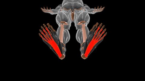 Flexor digitorum brevis Muscle Anatomy For Medical Concept 3D Illustration