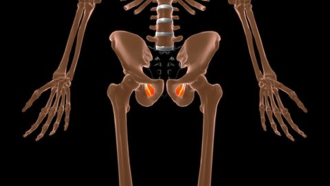 Obturator internus Muscle Anatomy For Medical Concept 3D Illustration