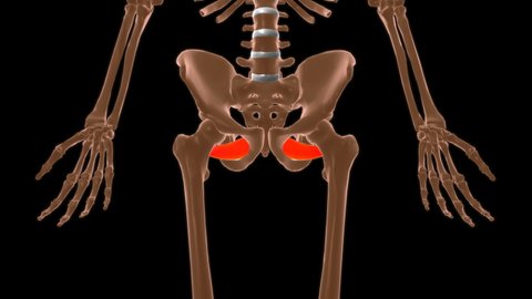 Obturator externus Muscle Anatomy For Medical Concept 3D Illustration