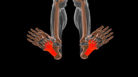 Long plantar ligament Anatomy For Medical Concept 3D Illustration