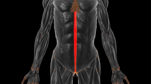 Linea alba Anatomy For Medical Concept 3D Illustration