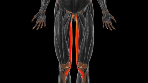Gracilis Muscle Anatomy For Medical Concept 3D Illustration
