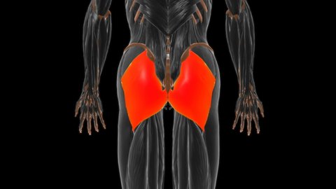 Gluteus maximus Muscle Anatomy For Medical Concept 3D animation
