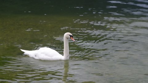 Swan swimming in a lake 