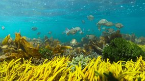 Shallow ocean floor with algae and sea breams fish underwater in the Atlantic ocean, Spain, Galicia