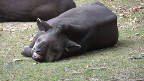 Tapir resting lying on the ground, Tapirus terrestris