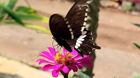 black butterfly with white spots foraging for zinnia flower essence