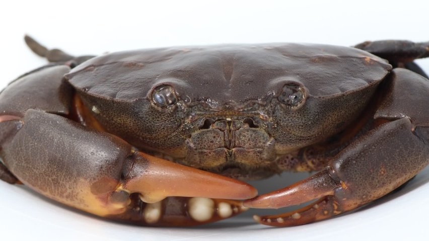 hairy rock crab, fresh food from the sea