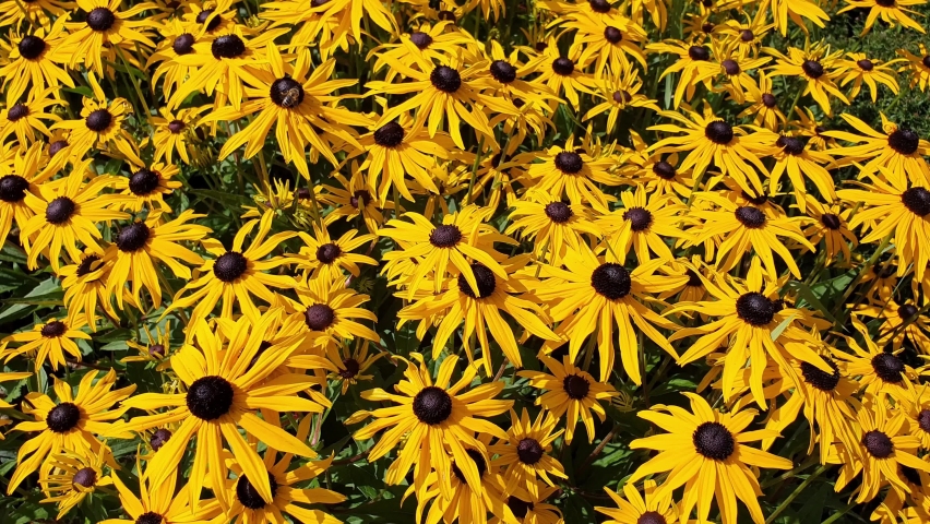 Rudbeckia Fulgida var sullivantii 'Goldsturm' a summer flowering plant with a yellow summertime flower commonly known as Black Eyed Susan or Coneflower, video footage clip