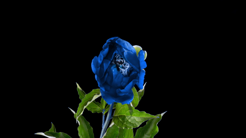 Timelapse of beautiful blue burgundy peony flower blooming on black background. Movement of stamens peony. Wedding, macro, easter, spring, Love, birthday, valentine's day, holidays concept timelapse. Royalty-Free Stock Footage #1079725577