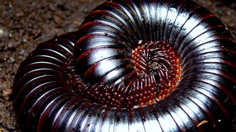 The giant African millipede (Archispirostreptus gigas), is one of the largest millipedes