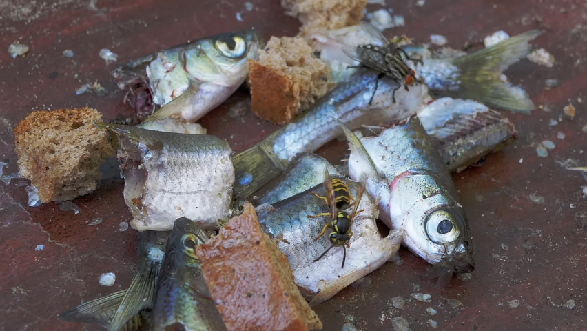 Flies, Wasps, Ants Crawl and Eat the Dead, Rotten Heads of the Missing a Fish. Rotten remains of spoiled fish. A place for feeding insects with small fish and black bread. Zoom. Close up. Slow motion. | Shutterstock HD Video #1079730023