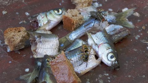Flies, Wasps, Ants Crawl and Eat the Dead, Rotten Heads of the Missing a Fish. Rotten remains of spoiled fish. A place for feeding insects with small fish and black bread. Zoom. Close up. Slow motion.