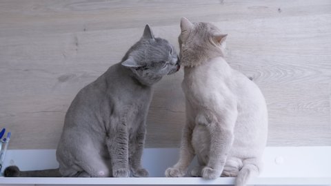 Two British Shorn Domestic Cats Lick Each Other with Tongues, Take Care of Fur. Funny grey Scottish Home cats with brown eyes are grooming their fur. Washing. Pets concept. 4K. Close up.