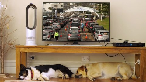SYDNEY, NSW, AUSTRALIA, JUNE 20 2021. Residents line up for Covid testing on TV, with two sleeping dogs underneath.