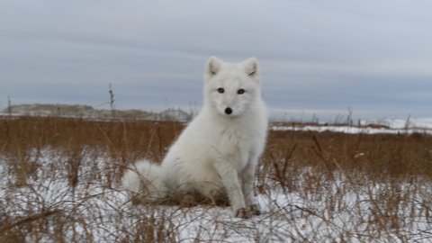Arctic fox in tundra at winter time  
