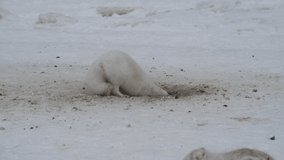 Arctic fox in tundra at winter time  
