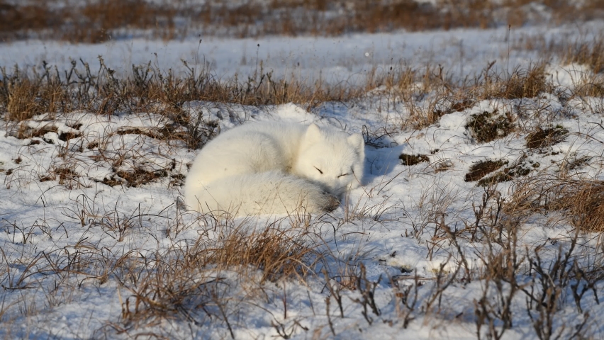 Arctic fox in tundra at winter time  