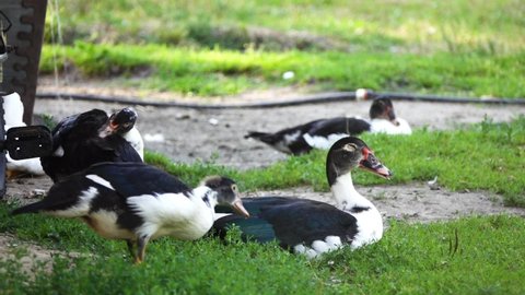 Muscovy duck (Cairina moschata) is a large duck native to the Americas. The domestic subspecies, Cairina moschata domestica, is commonly known in Spanish as the pato criollo, backyard or mute duck.