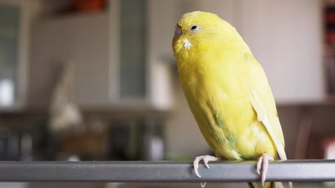 Yellow wavy parrot. Budgerigar (Melopsittacus undulatus), also known as common parakeet or shell parakeet, is small, long-tailed, seed-eating parrot usually nicknamed budgie or parakeet.