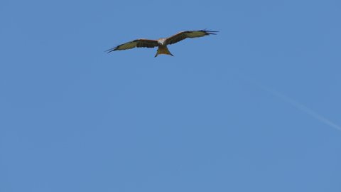 Wild Red Kite Predator soaring in blue sky and hunting for prey at sunlight - Slow motion tracking shot