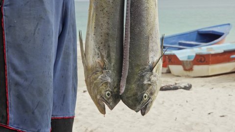 Mahi-mahi Fish - Fisherman Holding Fresh Caught Dorado Fish At The Beach. - handheld