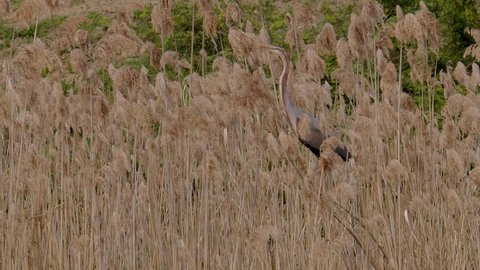 Purple heron, Ardea purpurea, balances on some reeds well camouflaged in the thick of a reed bed whilst hunting for prey at a small pond at Lake Kerkini in Greece