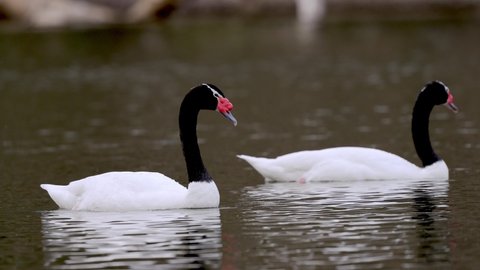 A black necked swan, cygnus melancoryphus swim on a wavy lake with a bevy of swans preening and grooming its feather at the background on a tranquil day, close up wildlife landscape.