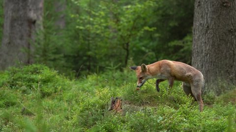 Fox in green forest. Cute Red Fox, Vulpes vulpes, at forest on mossy stone. Wildlife scene from nature. Animal in nature habitat. Animal in green environment, Czech Republic, Europe.