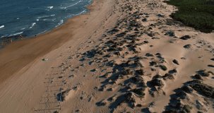 Drone flight over the sea coast. Aerial flight over sand dunes and green forest. Small waves hit the wild beach. Multicoloured beach umbrellas aerial video filming. 