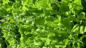 Wind sways green lettuce. Vertical frame video 9:16