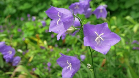 Campanula persicifolia. The bell is peach-leaved. Plant from the genus Bellflower