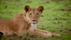 Lioness Looking Towards Camera. High quality video