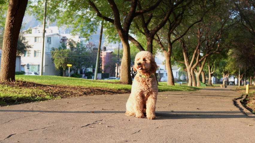 A mini golden doodle puppy is searching for his owner in the park