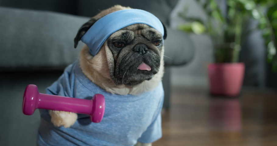 Funny cute pug dog do fitness, workout at home. Dumbbell in the paw, doing dumbbells exercise. Dog lifting weight to training biceps. Funny dog sport concept. Cute face. Royalty-Free Stock Footage #1079752463