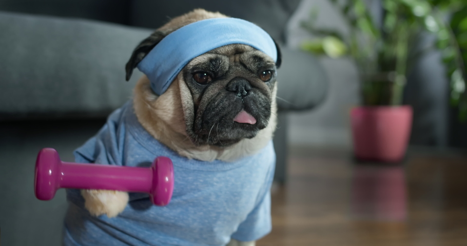Funny cute pug dog do fitness, workout at home. Dumbbell in the paw, doing dumbbells exercise. Dog lifting weight to training biceps. Funny dog sport concept. Cute face.
