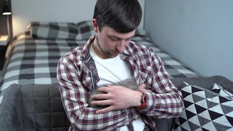 Caucasian male holds small cute gray Scottish Straight kitten in arms that falls asleep at home on couch. Man hands safely hold tiny sleeping British Purebred fluffy kitten. Newborn cat, kid animal